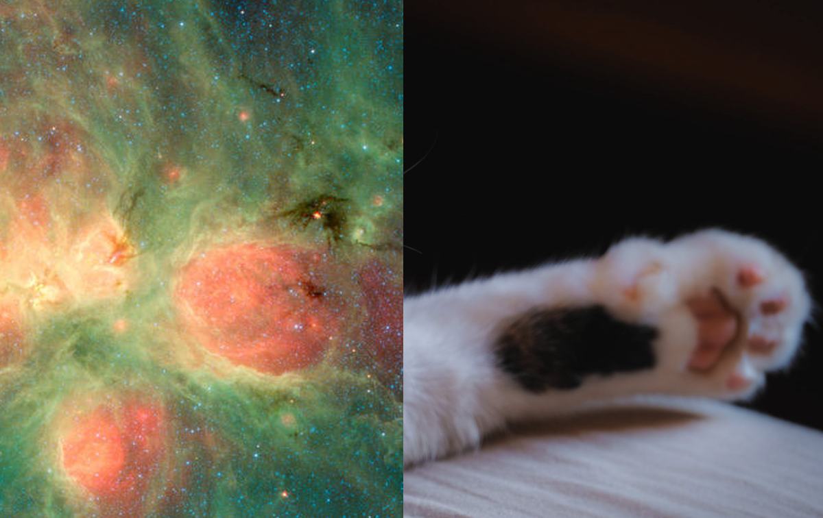 1636555827907 nebulosa pata de gato nasa - la nasa comparte imagen de la nebulosa pata de gato